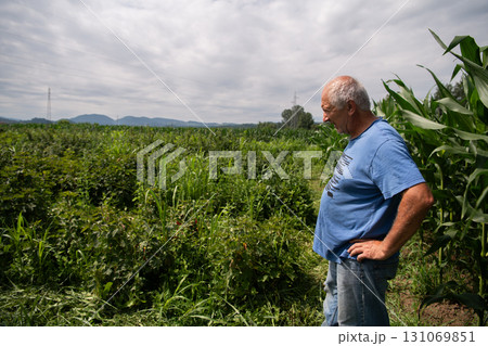 Senior Farmer Walking Through His Fields of Corn, Raspberries, and Blueberries. 131069851