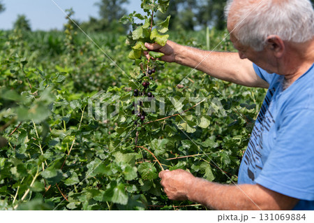 Senior Farmer Carefully Inspecting His Blueberry Farm to Ensure Quality and Progress Senior Farmer Carefully Inspecting His Blueberry Farm to Ensure Quality and Progress 131069884