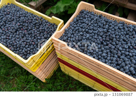 Close Up of Freshly Picked Blueberries Showcasing Natures Sweetness and Quality. 131069887