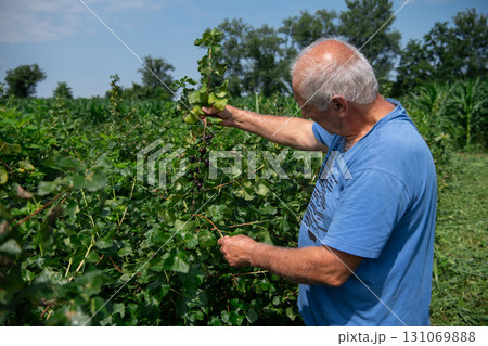 Senior Farmer Carefully Inspecting His Blueberry Farm to Ensure Quality and Progress 131069888