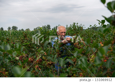Senior Farmer Carefully Inspecting His Blueberry Farm to Ensure Quality and Progress 131069912