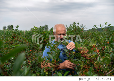 Senior Farmer Carefully Inspecting His Blueberry Farm to Ensure Quality and Progress Senior Farmer Carefully Inspecting His Blueberry Farm to Ensure Quality and Progress 131069964