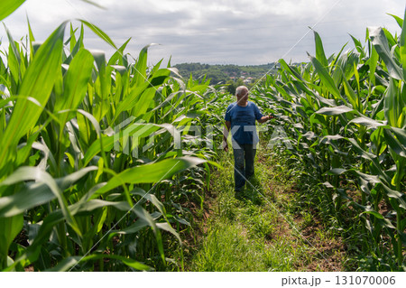 Senior Farmer Walking Through His Fields of Corn, Raspberries, and Blueberries. Senior Farmer Walking Through His Fields of Corn, Raspberries, and Blueberries. 131070006