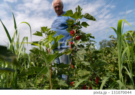 Senior Farmer Carefully Inspecting His Blueberry Farm to Ensure Quality and Progress Senior Farmer Carefully Inspecting His Blueberry Farm to Ensure Quality and Progress 131070044