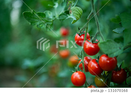 Vibrant and Healthy Ripe Tomatoes Grown in a Greenhouse for Ultimate Freshness. Vibrant and Healthy Ripe Tomatoes Grown in a Greenhouse for Ultimate Freshness. 131070168