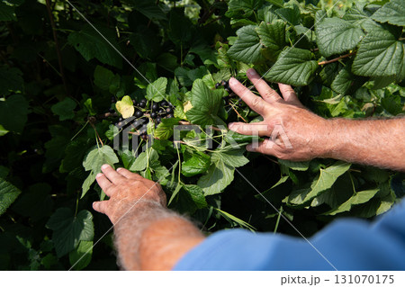 Senior Farmer Carefully Inspecting His Blueberry Farm to Ensure Quality and Progress 131070175
