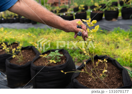 Young Blueberry Seedlings Ready for Future Production of Fresh Juices. 131070177