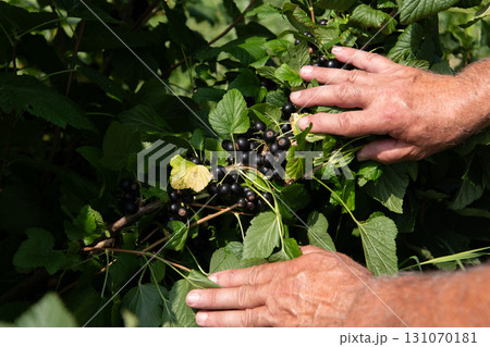 Senior Farmer Carefully Inspecting His Blueberry Farm to Ensure Quality and Progress Senior Farmer Carefully Inspecting His Blueberry Farm to Ensure Quality and Progress 131070181
