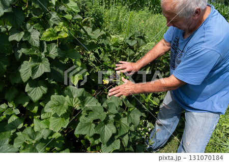 Senior Farmer Carefully Inspecting His Blueberry Farm to Ensure Quality and Progress Senior Farmer Carefully Inspecting His Blueberry Farm to Ensure Quality and Progress 131070184