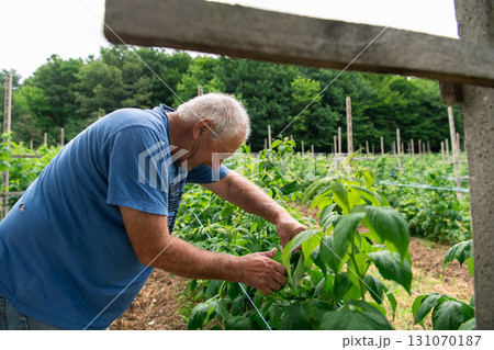 Senior farmer Picking Fresh, Ripe Raspberries in a Sunlit Garden. Senior farmer Picking Fresh, Ripe Raspberries in a Sunlit Garden. 131070187