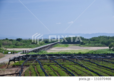 京都　木津川流れ橋と茶畑2 131070466