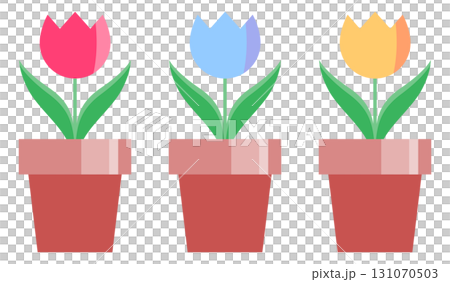 チューリップの鉢植えが3つ並んだイラスト 131070503