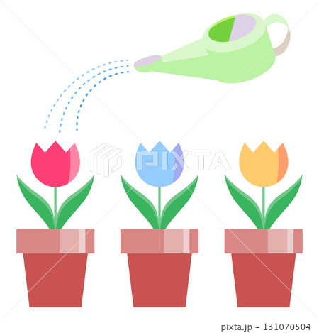 三つ並んだチューリップの鉢植えにジョウロで水をあげているイラスト 131070504