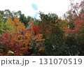 紅葉 131070519