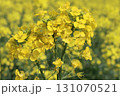 菜の花畑 131070521