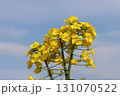 菜の花 131070522