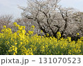 桜と菜の花 131070523