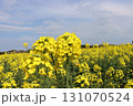 菜の花 131070524