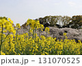 菜の花 131070525