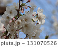 桜 131070526