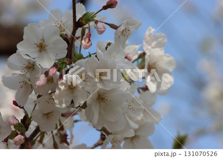 桜 桜 131070526
