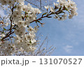 桜 131070527