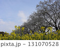 桜と菜の花 131070528