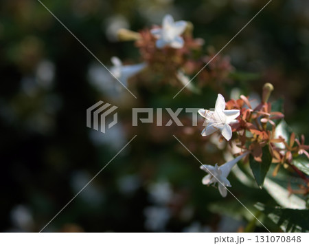 9月に咲いた小さくて可憐な白いアベリアの花 9月に咲いた小さくて可憐な白いアベリアの花 131070848