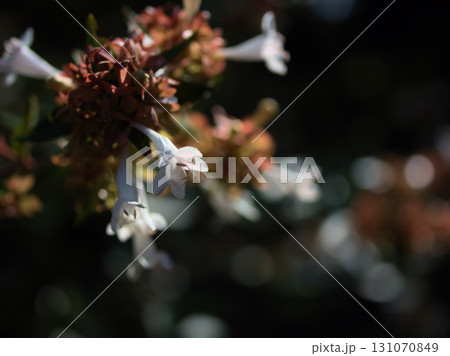 9月に咲いた小さくて可憐な白いアベリアの花 9月に咲いた小さくて可憐な白いアベリアの花 131070849