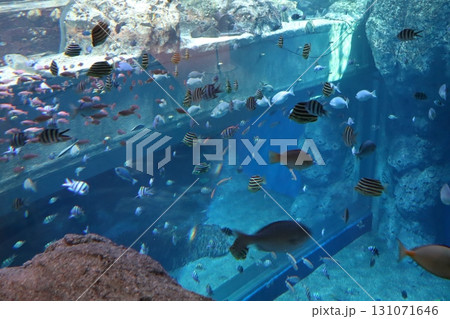 泳ぐ色彩 ― 水槽に広がる海の多様性 泳ぐ色彩 ― 水槽に広がる海の多様性 131071646