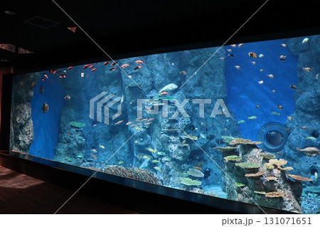 海の教室 ― サンゴ礁に泳ぐ命の色彩 131071651