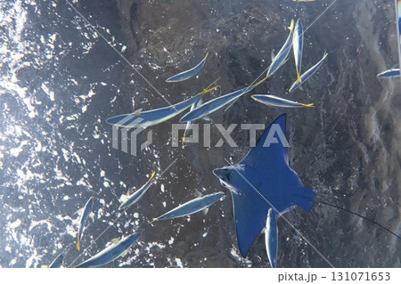 青の軌跡 ― 海を舞うエイと魚たち 青の軌跡 ― 海を舞うエイと魚たち 131071653