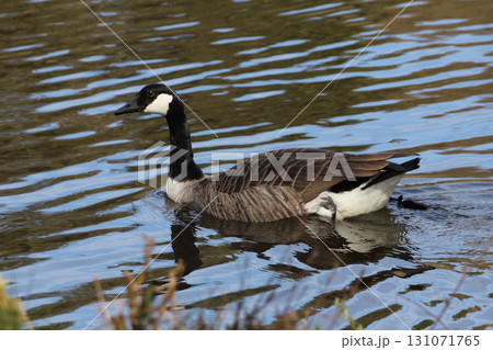 Canada goose (Branta canadensis) Canada goose (Branta canadensis) 131071765
