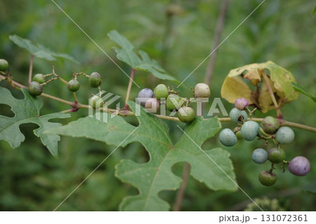 夏の終わり、森や里山で色づき始めたノブドウの実。淡い緑から青紫へと変化していく姿が、季節の移ろいを感 131072361