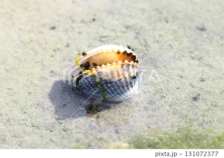 cockle (Cardiidae) cockle (Cardiidae) 131072377