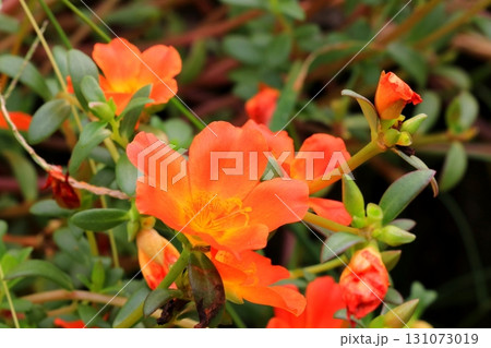 オレンジ色のポーチュラカの花 131073019