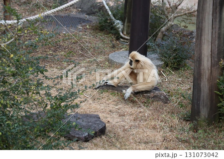 静けさの中の思索 ― 岩に佇むテナガザル 静けさの中の思索 ― 岩に佇むテナガザル 131073042