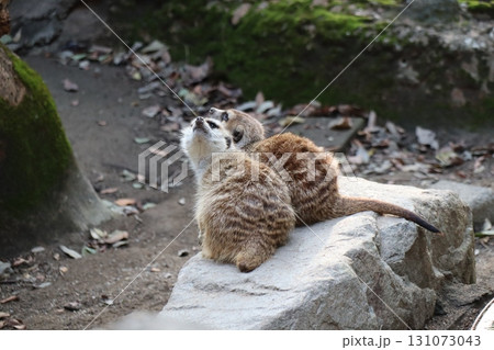 見張りの時間 ― 岩の上のミーアキャットたち 131073043