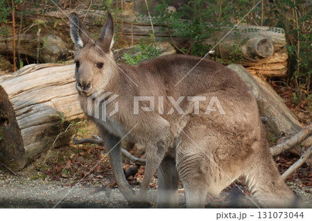 森の中のまなざし ― カンガルーの静かな存在感 森の中のまなざし ― カンガルーの静かな存在感 131073044