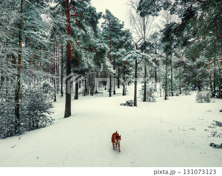 Funny friendly brown Shiba Inu dog in the winter forest 131073123