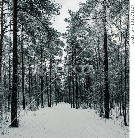 Forest in Estonia, covered with snow. Winter seasonal landscape 131073127