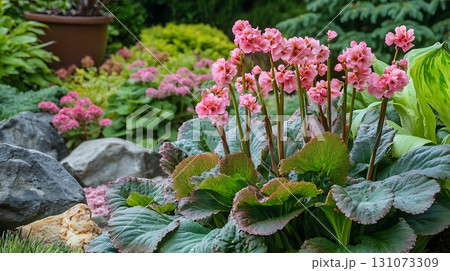 Large bergenia cordifolia plants with pink flowers and green leaves bloom beautifully in the garden Large bergenia cordifolia plants with pink flowers and green leaves bloom beautifully in the garden 131073309