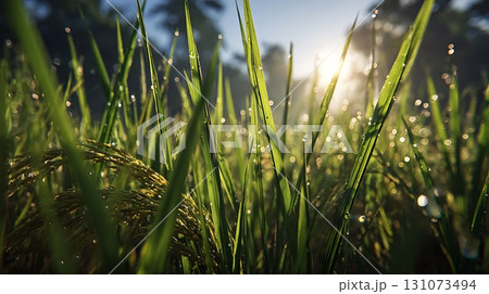 Dew Drops on Rice Plants in Early Morning Sunlight 131073494