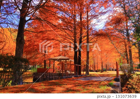 小野公園(兵庫県三田市小野)ラクショウの紅葉 小野公園(兵庫県三田市小野)ラクショウの紅葉 131073639
