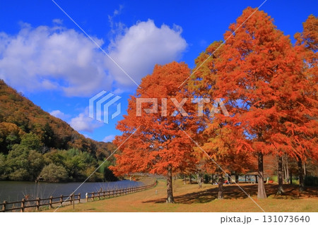 小野公園（兵庫県三田市小野）ラクショウの紅葉 131073640