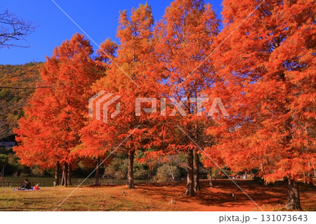 小野公園(兵庫県三田市小野)ラクショウの紅葉 小野公園(兵庫県三田市小野)ラクショウの紅葉 131073643