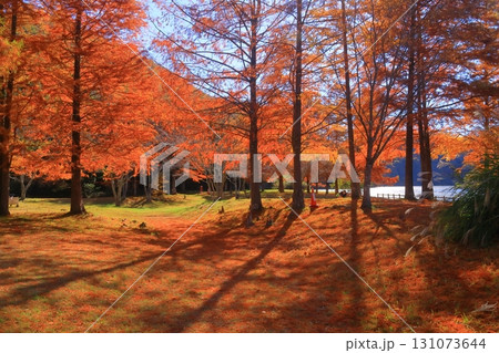 小野公園（兵庫県三田市小野）ラクショウの紅葉 131073644