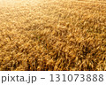 Golden wheat field at sunrise, drone aerial view. 131073888