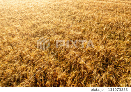 Golden wheat field at sunrise, drone aerial view. Golden wheat field at sunrise, drone aerial view. 131073888