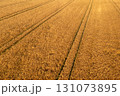 Wheat field, ready to harvest, drone aerial view at a farm in Germany 131073895